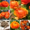 50 Mixed Ranunculus Flower Bulbs for Planting - Spring Blooming - Image 1