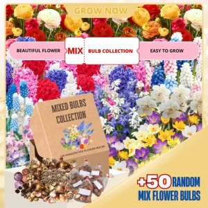 50 Multicolor Flower Bulbs for Fall Planting - Perennial Early Spring Blooms - Image 2