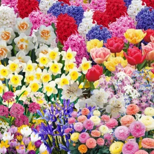 50 Multicolor Flower Bulbs for Fall Planting - Perennial Early Spring Blooms - Image 3