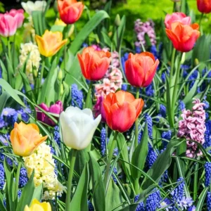 50 Multicolor Flower Bulbs for Fall Planting - Perennial Early Spring Blooms - Image 4