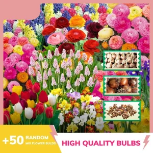 50 Multicolor Flower Bulbs for Fall Planting - Perennial Early Spring Blooms - Image 5