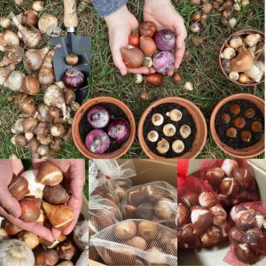 50 Multicolor Flower Bulbs for Fall Planting - Perennial Early Spring Blooms - Image 6