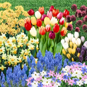 50 Multicolor Flower Bulbs for Fall Planting - Perennial Early Spring Blooms - Image 7