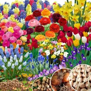 50 Multicolor Flower Bulbs for Fall Planting - Perennial Early Spring Blooms - Image 1