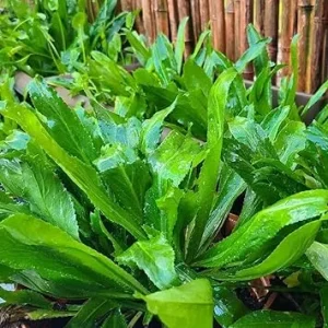 500 Culantro Seeds - Recao Cilantro Seeds for Planting Indoor/Outdoor - Image 2