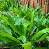 500 Culantro Seeds - Recao Cilantro Seeds for Planting Indoor/Outdoor - Image 1