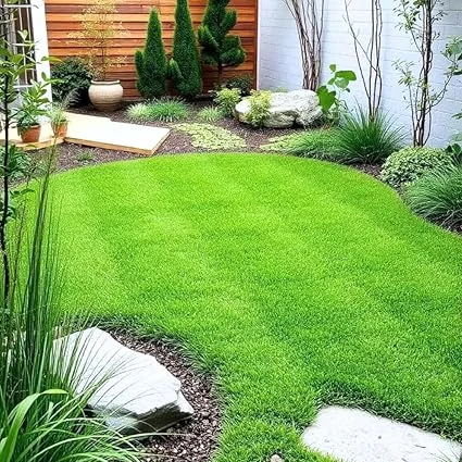 5000 Zoysia Grass Seeds for Lawn - Low-Maintenance Outdoor Green Grass - Image 2