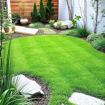 5000 Zoysia Grass Seeds for Lawn - Low-Maintenance Outdoor Green Grass - Image 7
