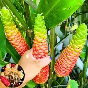 6 Awapuhi Shampoo Ginger Roots to Grow - Zingiber Zerumbet Pinecone Ginger Lily - Image 7