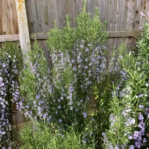 6 Blue Rosemary Live Plants 4-7'' Tall - Fragrant Outdoor Herb - Image 2