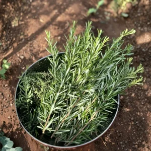 6 Blue Rosemary Live Plants 4-7'' Tall - Fragrant Outdoor Herb - Image 6