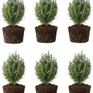 6 Blue Rosemary Live Plants 4-7'' Tall - Fragrant Outdoor Herb - Image 1