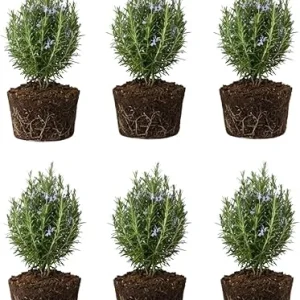 6 Blue Rosemary Live Plants, 4-7'' Tall Starter Herb for Outdoor Growing - Image 1