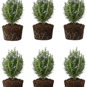 6 Blue Rosemary Live Plants, 4-7'' Tall Starter Herb for Outdoor Growing - Image 3