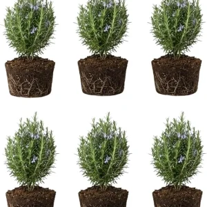 6 Blue Rosemary Live Plants, 4-7'' Tall Starter Herb for Outdoor Growing - Image 5