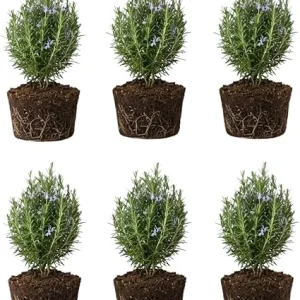 6 Blue Rosemary Live Plants, 4-7'' Tall Starter Herb for Outdoor Growing - Image 6