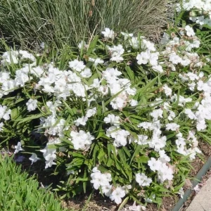 6 Brazilian Red Mexican Petunia Live Plants – Perennial Outdoor, Starter 4-6