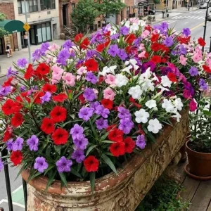 6 Brazilian Red Mexican Petunia Live Plants – Perennial Outdoor, 4-6