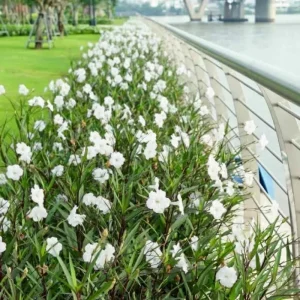 6 Brazilian Red Mexican Petunia Live Plants – Perennial Outdoor, Starter 4-6