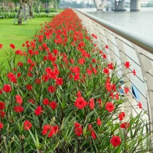 6 Brazilian Red Mexican Petunia Live Plants – Perennial Outdoor, 4-6