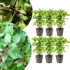 6 Chocolate Mint Plants Live - Culinary Herb, 4-6 Inch Tall, Well-Rooted - Image 1