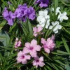 6 Dwarf Blue Mexican Petunia Plants Live, 4-7 Inches, Hardy Perennial Flowers Outdoor - Image 1