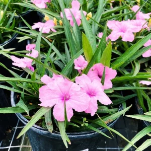 6 Dwarf White Mexican Petunia Live Plants, 4-7 Inches Tall, Hardy Perennial Flowers - Image 4