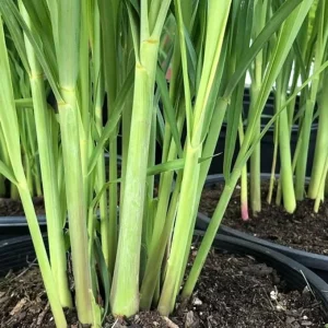 6 Live Rooted Lemongrass Plants - Outdoor & Indoor Herb Plant - Image 1