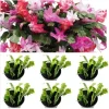 6 Mix Color Holiday Cactus Live Plants 4-6in Tall in 3in Pot - Schlumbergera - Image 1