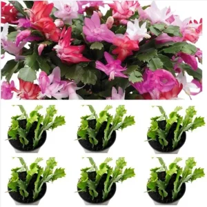 6 Mix Color Holiday Cactus Live Plants 4-6in Tall in 3in Pot - Schlumbergera - Image 1
