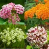 6 Mixed Milkweed Live Plants, 5-9 Inches Tall, Assorted Colors, Outdoor - Image 1