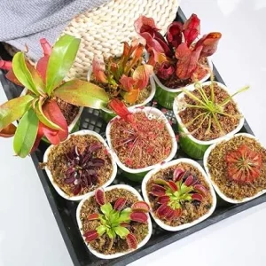 6 Pitcher Plant Nepenthes Mix Live Plants - Green & Red Tropical Collection Starter Size - Image 2