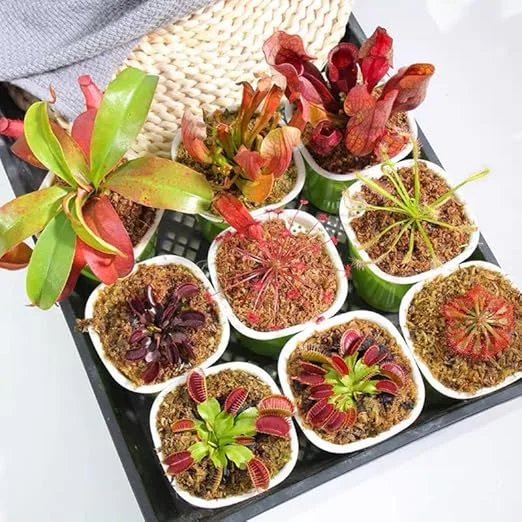 6 Pitcher Plant Nepenthes Mix Live Plants - Green & Red Tropical Collection Starter Size - Image 6