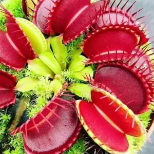 6 Red Venus Flytrap Live Starter Plants - Dionaea Muscipula Carnivorous Plant - Image 3