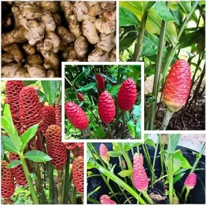 6 Shampoo Ginger Rhizomes - Red Pinecone Ginger Root Live Plant, Hardy Perennial - Image 5