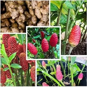 6 Shampoo Ginger Rhizomes - Red Pinecone Ginger Root Live Plant, Hardy Perennial - Image 7