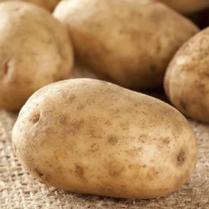 60 Russet True Potato Seeds - Heirloom for Outdoor Growing - Image 1