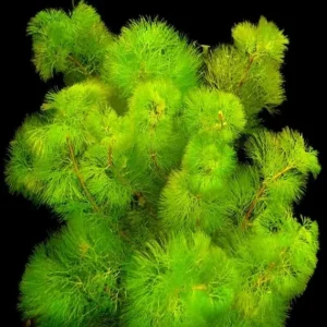 7 Stems Green Cabomba Live Aquarium Plant – 4 to 7 Inches Tall Aquatic Plant - Image 1