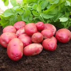 70 Mix Potato Seeds for Planting – Heirloom Vegetable Seeds – Grow Your Own Garden - Image 3
