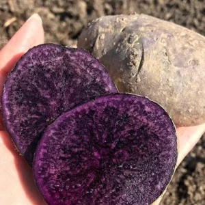 70 Purple Potato Seeds for Planting - Easy Growing Sweet Potato Seeds - Image 3