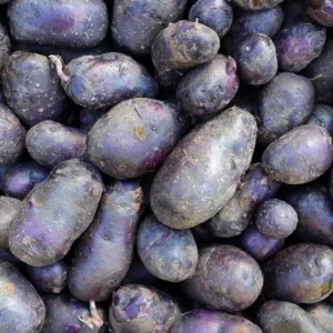 70 Purple Potato Seeds for Planting - Easy Growing Sweet Potato Seeds - Image 5