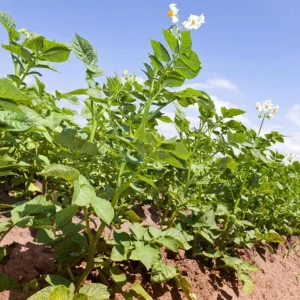 70 Russet Potato Seeds for Planting - Heirloom Vegetable Seeds, USDA 3-10 - Image 5