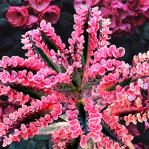 Mother of Thousands Live Plant (Kalanchoe daigremontiana) - Pink Butterfly Succulent, 1-3 inch