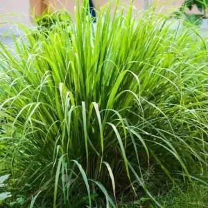 8 Lemongrass Live Plants - Fully Rooted, Drought-Tolerant Herb for Outdoor Garden - Image 6