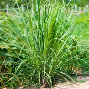 8 Live Lemongrass Plants 5-9