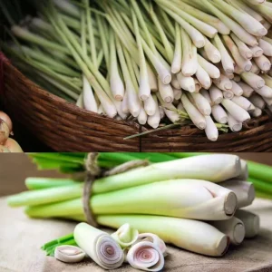 8 Live Lemongrass Plants 5-9