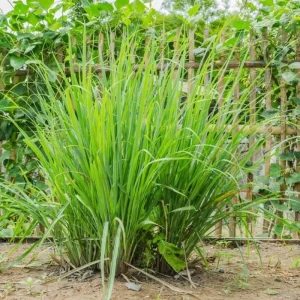 8 Live Lemongrass Plants 5-9