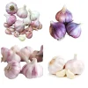 8 Mixed Hardneck Garlic Bulbs for Planting - White, Red, Purple - Image 1
