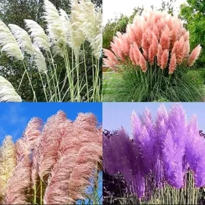 8 Mixed Pampas Grass Live Plants - 2.5