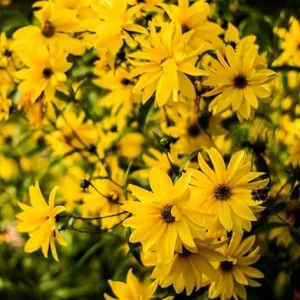 8 Oz Jerusalem Artichoke Tubers for Planting – High Yield Sunchoke Rhizomes – Cold Hardy - Image 1